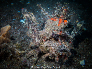 camouflage by Marc Van Den Broeck 